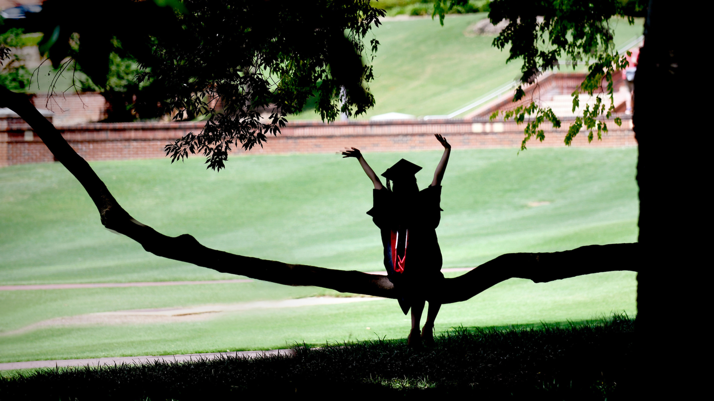 Graduate sitting in a tree in the Court of Carolina